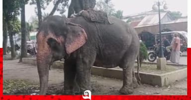 সদরপুরে হাতির ধাক্কায় ইজিবাইক উল্টে শিশু নিহত