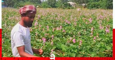সবুজের বুকজুড়ে সাদা ফুলের অপরূপ চাদর