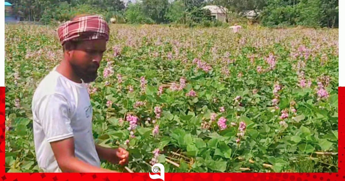 সবুজের বুকজুড়ে সাদা ফুলের অপরূপ চাদর