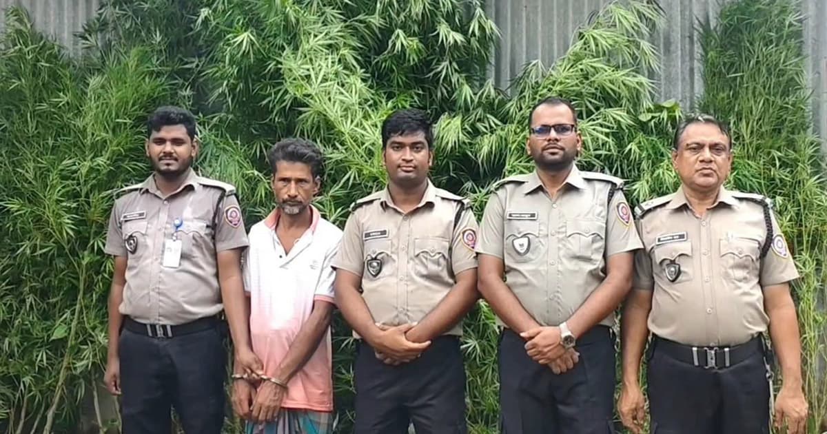 পাটক্ষেতের আড়ালে গাঁজা চাষ, মাদক ব্যবসায়ী আটক