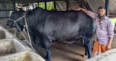 খালেদা জিয়াকে ষাঁড় উপহার দেওয়া খামারি সোহাগ কারাগারে
