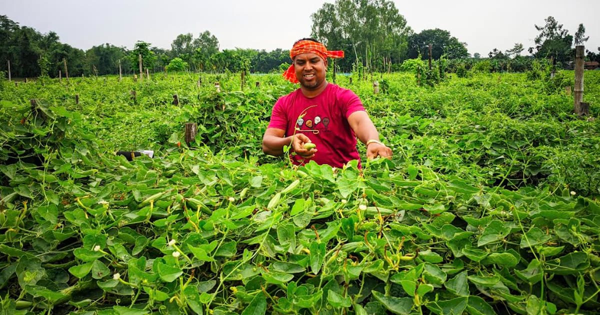 বীরগঞ্জে পটল চাষে কৃষকের বাজিমাত