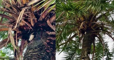 ঝড়ের তাণ্ডবে খেজুর গাছে শালিকদের নিরাপদ আশ্রয়