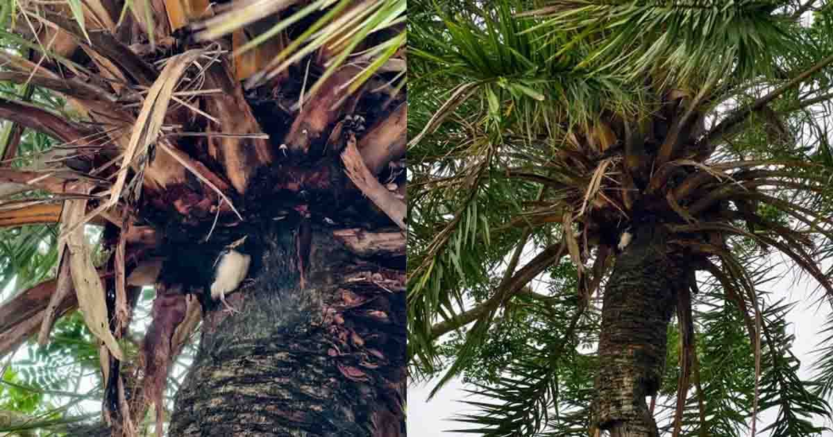 ঝড়ের তাণ্ডবে খেজুর গাছে শালিকদের নিরাপদ আশ্রয়