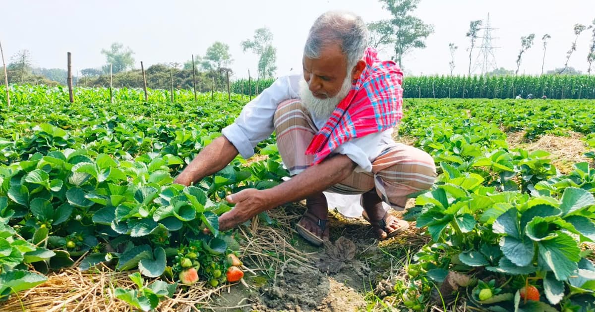লাল রঙের স্ট্রবেরি বদলে দিচ্ছে চাষাবাদের চিত্র