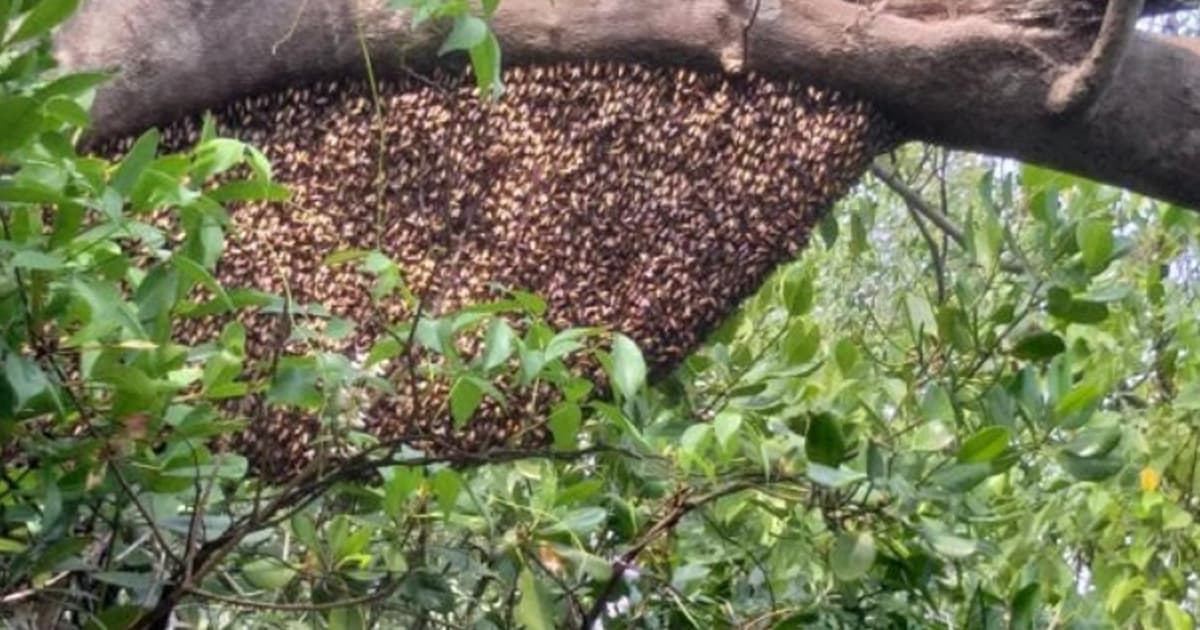 দস্যুদের আতঙ্কে সুন্দরবনে যাচ্ছেন না মৌয়ালরা