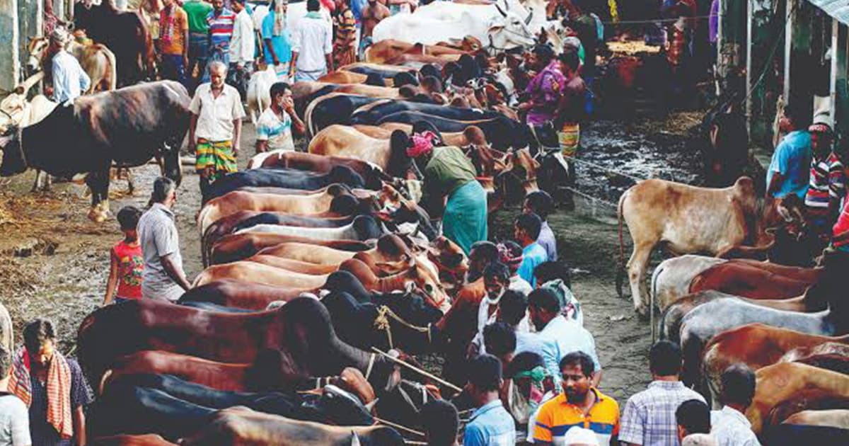 চট্টগ্রামে অননুমোদিত গরুর হাট, কোটি টাকার রাজস্ব হারাচ্ছে চসিক