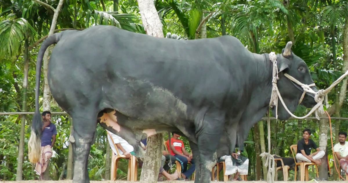 খালেদা জিয়াকে উপহার দেওয়া সেই ‘কালো মানিক’র দাম ২২ লাখ