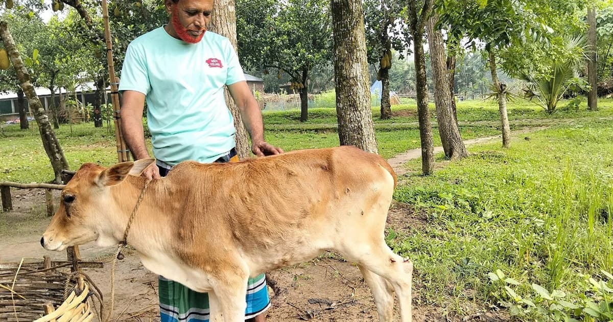 কাপাসিয়ায় লাম্পি স্কিনে আক্রান্ত গরু, বাড়ছে খামারিদের দুশ্চিন্তা