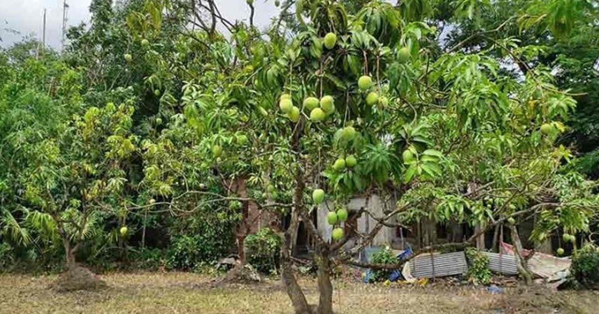 বিদেশে যাচ্ছে ১০০ মেট্রিক টন