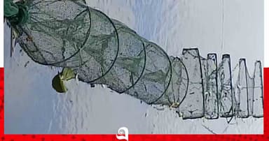 পাবনার ভাঙ্গুড়ায় হুমকিতে দেশীয় মাছের পোনা