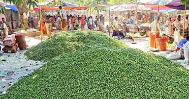 দেশজুড়ে যাচ্ছে দেবীগঞ্জের জলপাই