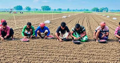 বীজ-সার-শ্রমিকের বাড়তি দামে বিপাকে পেঁয়াজচাষিরা