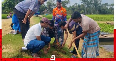 বজ্রপাতের ঝুঁকি কমাতে জবই বিলে সারিবদ্ধ তালবীজ রোপণ