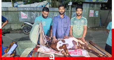 নেছারাবাদে ভুল চিকিৎসায় ভ্যানচালকের ৪টি গর্ভবতী ছাগল মৃত্যু