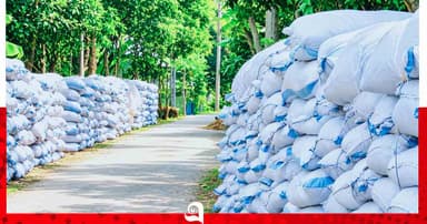 বীজতলায় ছাই-গোবরের সুফল: পাবনার পেঁয়াজ চাষে খরচ কমার আশা
