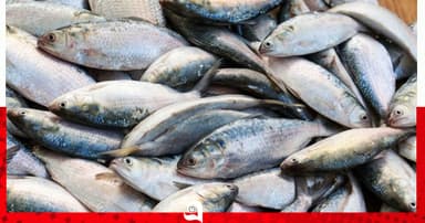 চরফ্যাশনে আট বস্তা মা ইলিশ জব্দ, আটক বরফের গাড়ি