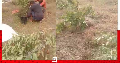 কষ্টের পেয়ারা বাগান তছনছ, বিচার চান কৃষক