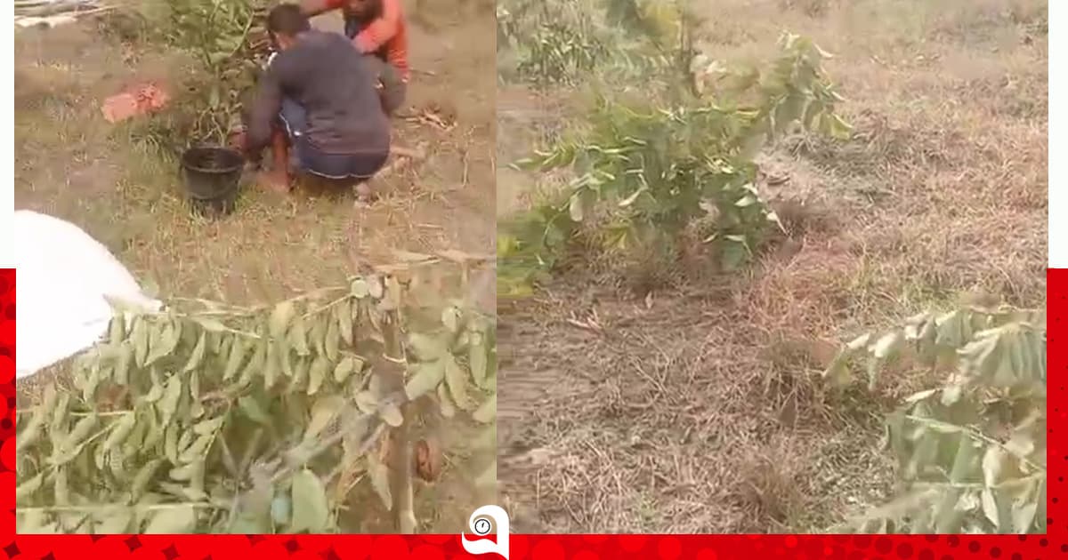 কষ্টের পেয়ারা বাগান তছনছ, বিচার চান কৃষক