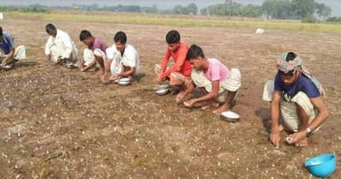 চলনবিলে রসুন-সরিষা-পেঁয়াজ চাষের তোড়জোড়