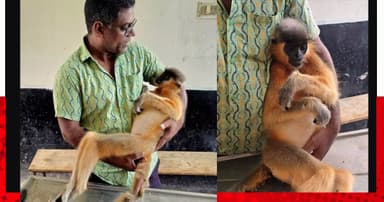 দ্যুৎস্পৃষ্ট হয়ে জীবন গেল বিপন্ন প্রজাতির মুখপোড়া হনুমানের
