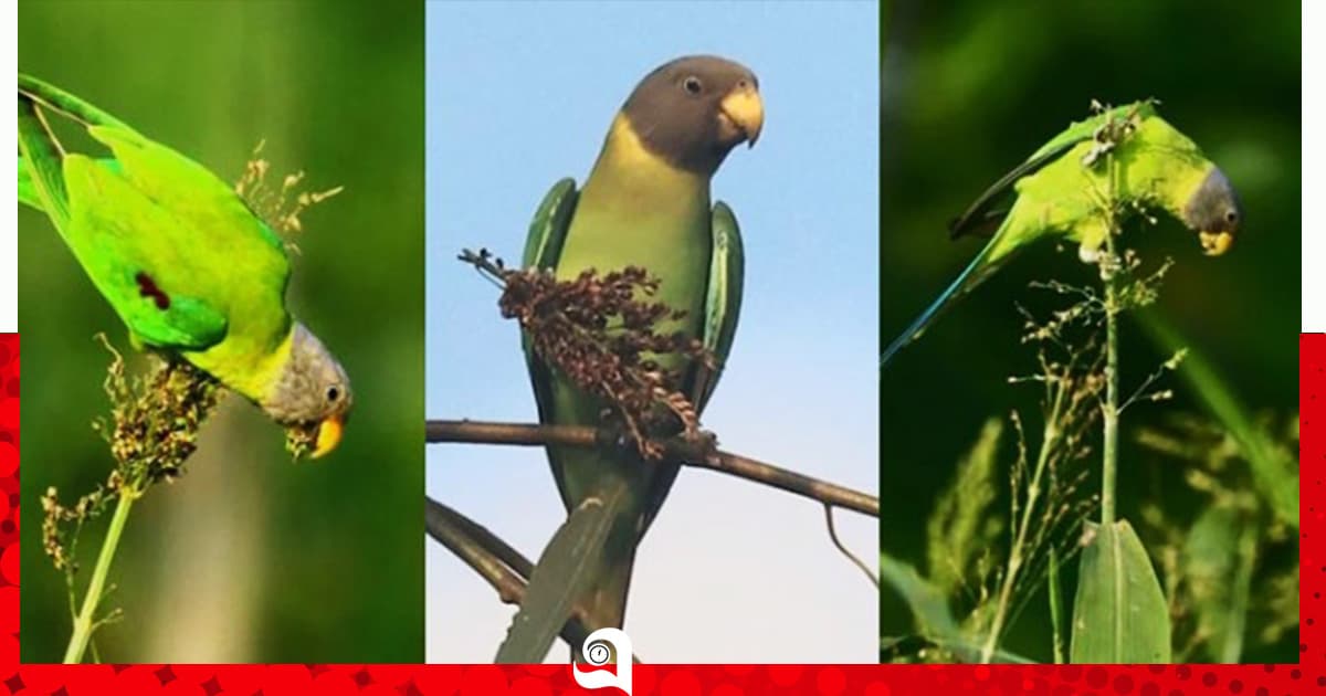 চাঁপাইনবাবগঞ্জে ফিরল হীরামন