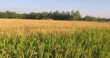 পাকা ধানের স্বপ্ন ভেঙে দিল দুর্বৃত্তরা