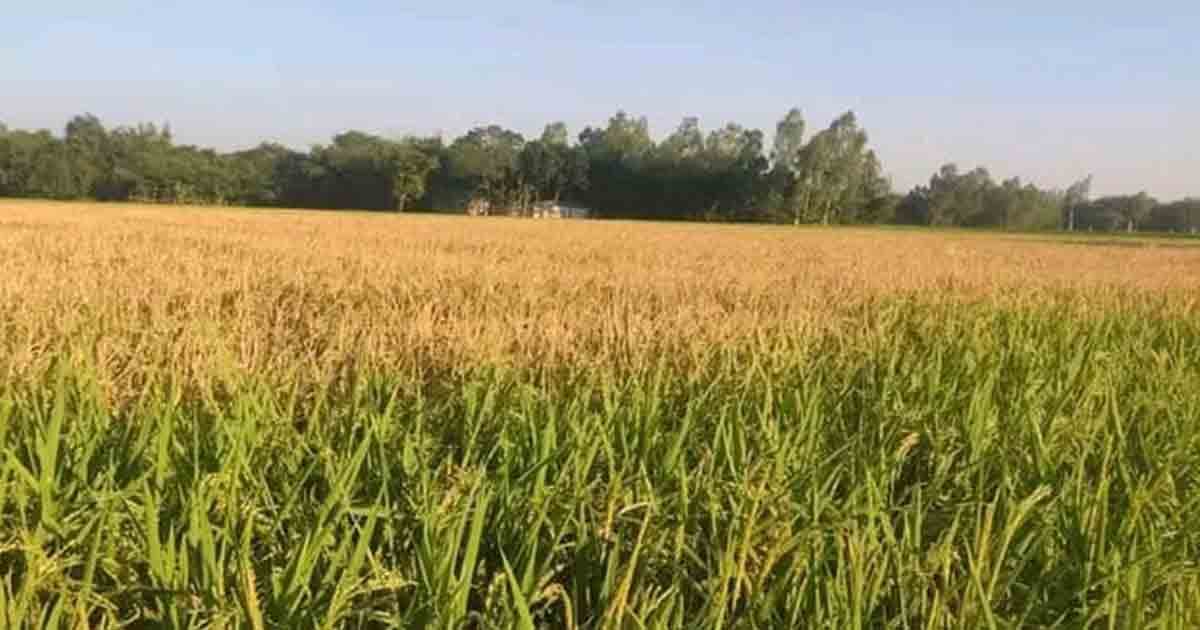 পাকা ধানের স্বপ্ন ভেঙে দিল দুর্বৃত্তরা