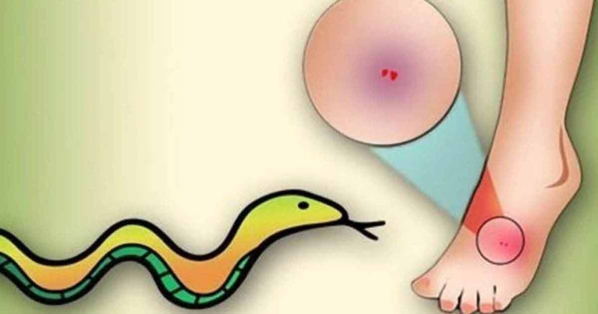 ঘুমন্ত অবস্থায় সাপের কামড়ে গৃহবধূর মৃত্যু