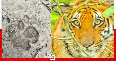 লোকালয়ে বাঘের ছাপ, শরণখোলায় সতর্কতা