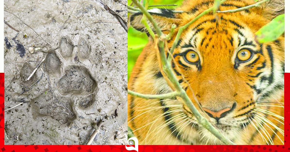 লোকালয়ে বাঘের ছাপ, শরণখোলায় সতর্কতা