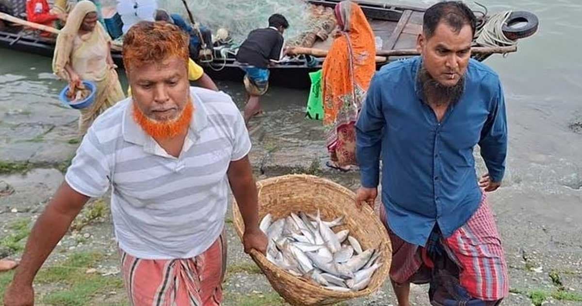 ইলিশ ধরতে পদ্মা-মেঘনায় জেলেদের ভিড়