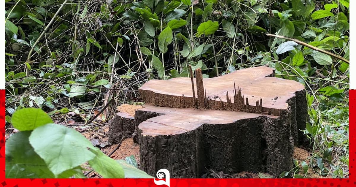 লাউয়াছড়ায় সেগুন গাছ চুরি, বনকর্মীদের সম্পৃক্ততার অভিযোগ