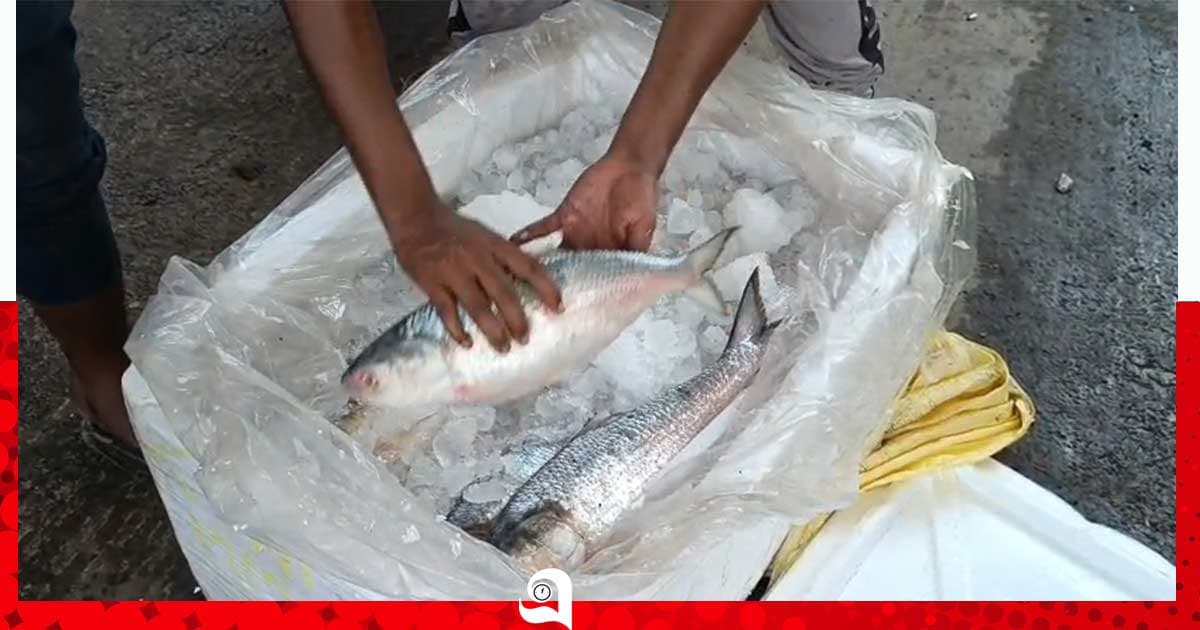 ১০৩ এনওসি বাতিল, ইলিশ আমদানি বন্ধ