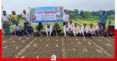 দাম বাড়ায় সুদিন ফিরছে আখচাষে, মোসিম মিলে রোপণ মৌসুম শুরু