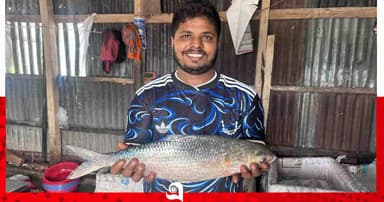 নদীর পাড়েই ইলিশের ছড়াছড়ি, বড় মাছের স্বাদ থেকে বঞ্চিত স্থানীয়রা