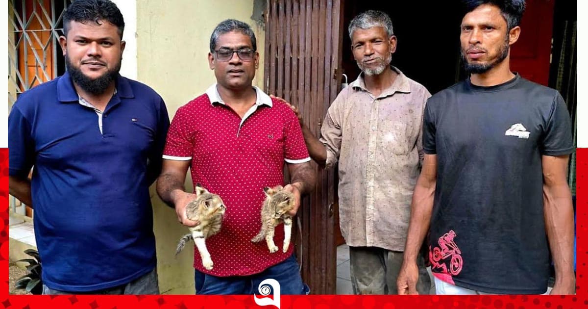 শ্রীমঙ্গলে বনবিড়ালের দুটি বাচ্চা উদ্ধার