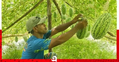 অসময়ের সোনা, সিরাজগঞ্জে কৃষিতে নতুন আশা কানিয়া