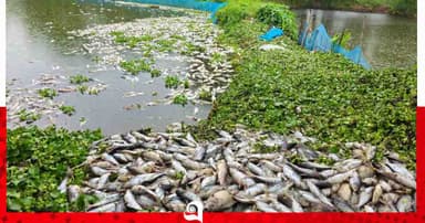 শ্রীপুরে পুকুরে বিষ প্রয়োগে ১৬ হাজার মাছ নিধন, ১২ লাখ টাকার ক্ষতি