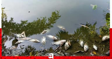 মহাদেবপুরে পুকুরের মাছ নিধনের অভিযোগ