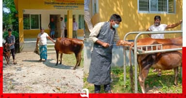 সরকারি কৃত্রিম প্রজনন সেবায় উপকৃত খামারিরা