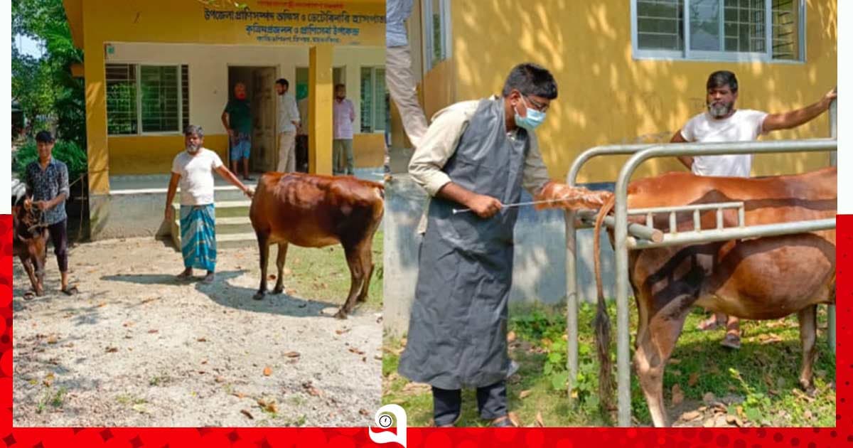 সরকারি কৃত্রিম প্রজনন সেবায় উপকৃত খামারিরা