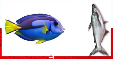 ডোরি ফিস বলে খাওয়ানো হচ্ছে পাঙাস