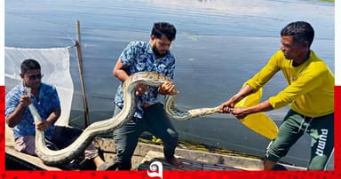 মাছের জালে অজগর উদ্ধার, বনবিভাগে হস্তান্তর