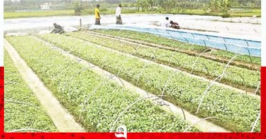 সবজির চারা উৎপাদনে বদলে যাচ্ছে গ্রামীণ অর্থনীতি
