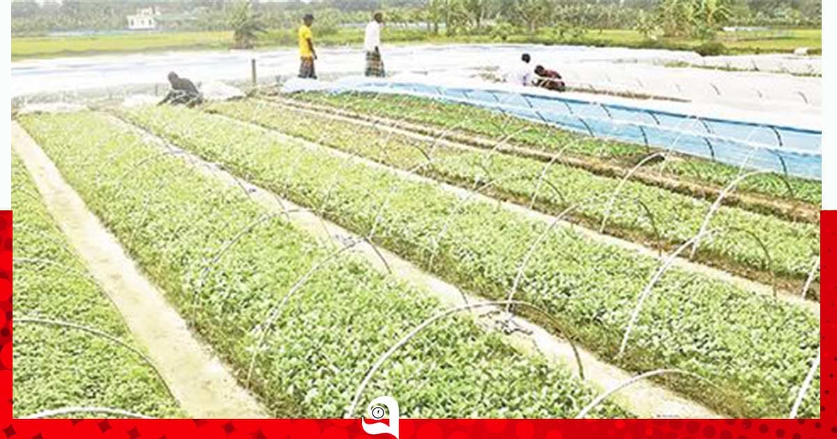সবজির চারা উৎপাদনে বদলে যাচ্ছে গ্রামীণ অর্থনীতি