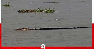 শরণখোলায় কুমিরের আতঙ্কে তিন গ্রাম