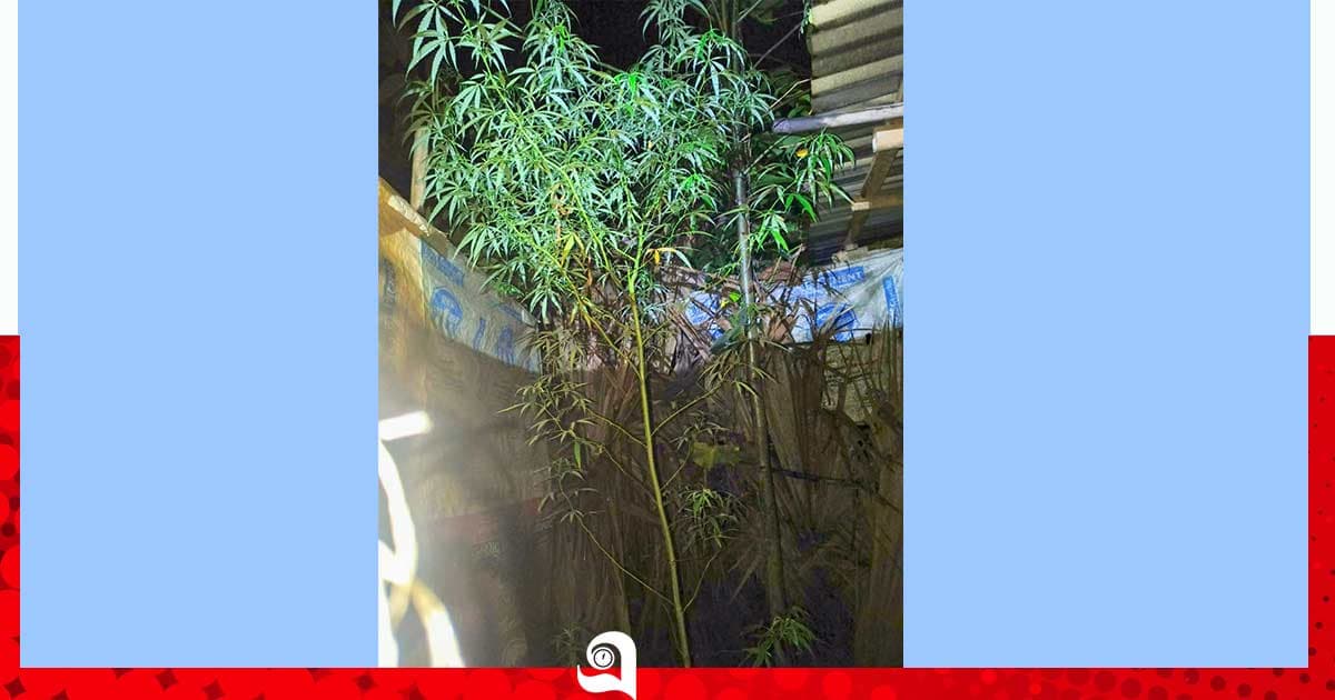 বগুড়ায় গাঁজা গাছসহ যুবক আটক