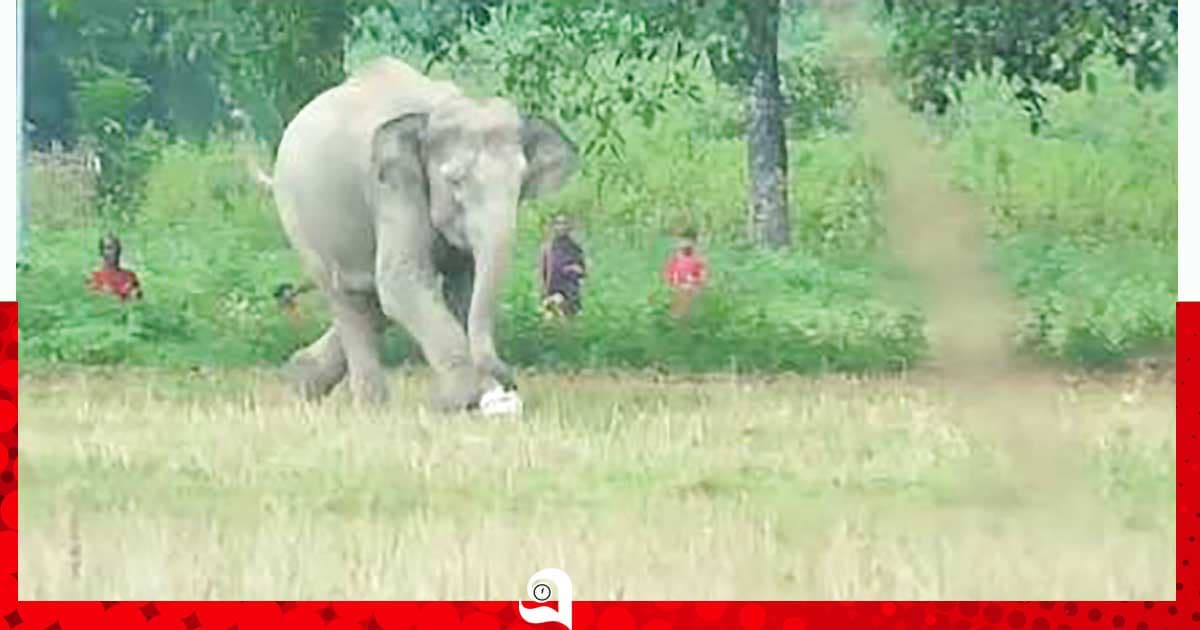 বুনো হাতি খেললো ফুটবল...